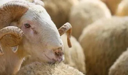 Kurban Satın Alırken Göz Önünde Bulundurulması Gerekenler!