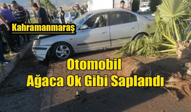 Otomobil Ağaca Ok Gibi Saplandı