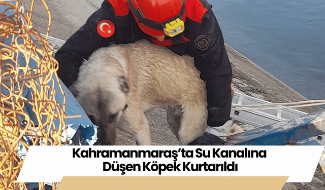 Kahramanmaraş’ta Su Kanalına Düşen Köpek Kurtarıldı