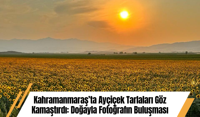 Kahramanmaraş’ta Ayçiçek Tarlaları Göz Kamaştırdı: Doğayla Fotoğrafın Buluşması