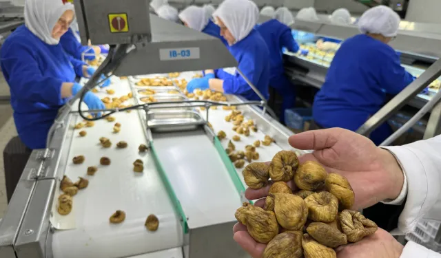 Kuru İncir İhracatı 350 Milyon Doları Aştı
