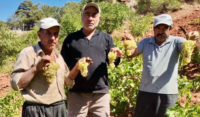 Kahramanmaraş’ta Kabarcık Üzümünde Hasat Sezonu