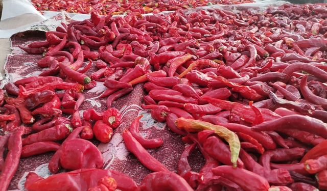 Kahramanmaraş’ta Salça Üretimi Yoğun Mesaiyle Sürüyor
