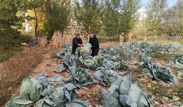 Kahramanmaraş’ta Dev Lahanalar Pazara İndi