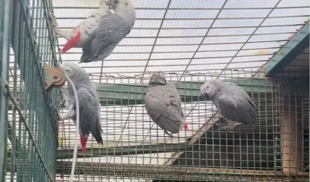 20 Afrika Gri Papağanına El Konuldu