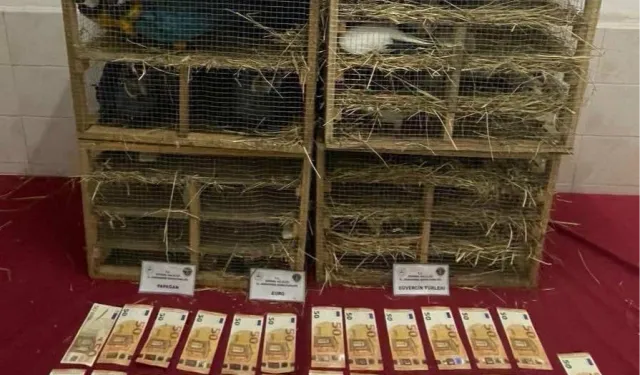 2025'te Kaçak Canlı Hayvan Ticareti Darbe Yedi