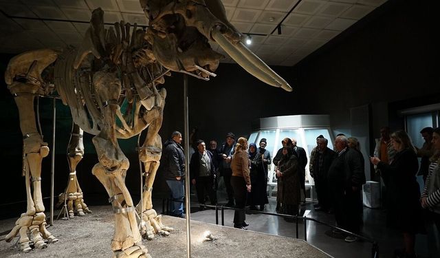 Büyükşehir, Ulu Çınarları Tarihle Buluşturdu