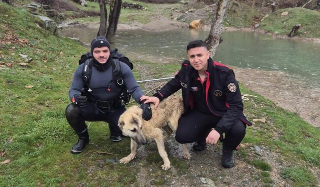 Kahramanmaraş'ta Nefes Kesen Anlar! Suyun Ortasında Kalan Köpeği Böyle Kurtardılar