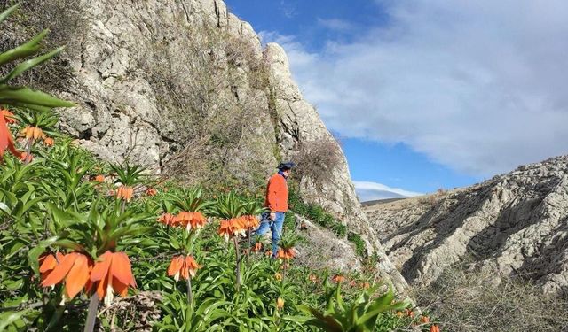 Ters Laleler Açtı! Koparanlara 244 Bin TL Ceza