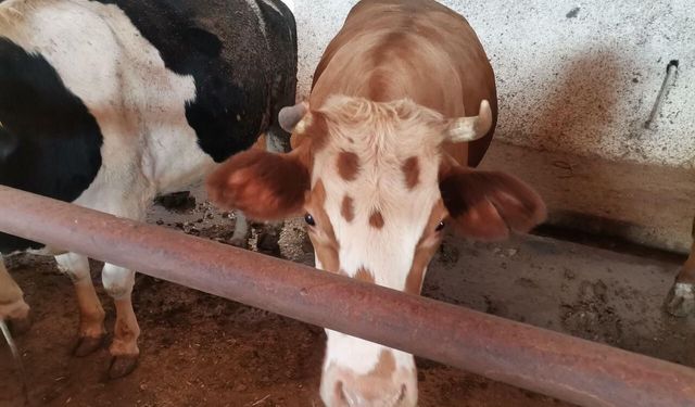 Kahramanmaraş'ta Kurbanlıklar Görücüye Çıktı!