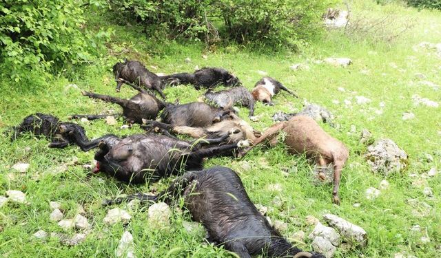 Kahramanmaraş’ta Sürüye Kurt Saldırısı: 6 Koyun Telef Oldu