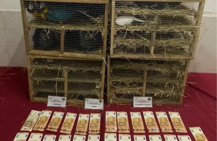 2025'te Kaçak Canlı Hayvan Ticareti Darbe Yedi