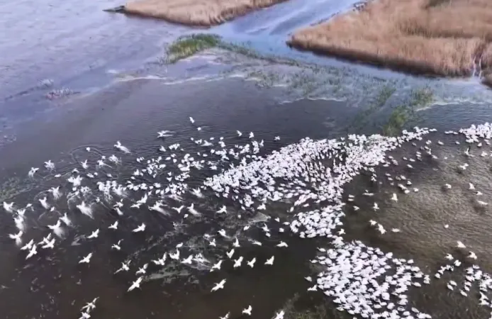 Kuşcenneti'nde Görsel Şölen... Yüzlerce Tepeli Pelikan Aynı Anda Suya İndi