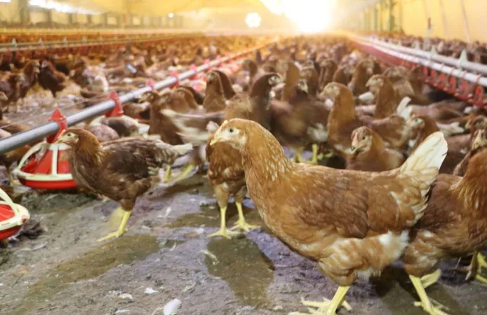 Kümes Hayvancılığında Artış! Yaklaşık 2 Milyar Adet Yumurta Üretildi