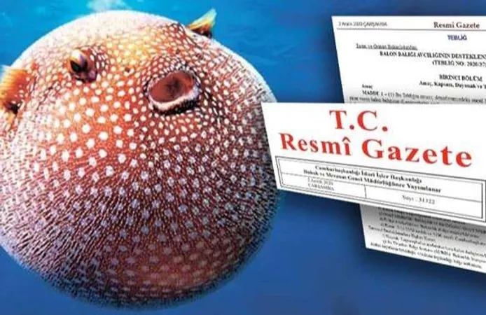 Balon Balığı Avcılığı Desteği Artırıldı: Zehirli Türe 35 TL Ödenecek