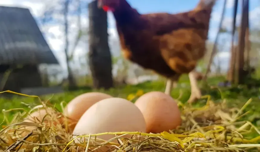 Destekleme ve Fiyat İstikrar Fonu'nda Değişiklik... O Fon Kesintisi Kaldırıldı!