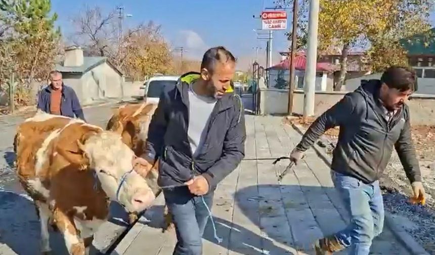 Şekerli Vakfı Yangın Mağduru Üreticiye Umut Oldu: 3 Damızlık Gebe Düve Teslim Edildi