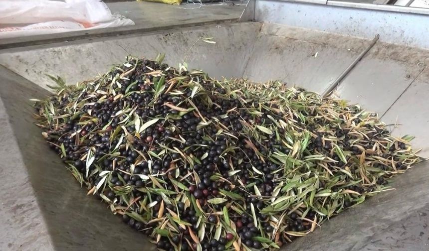 Kahramanmaraş’ta 5 Bin Ton Sızma Zeytinyağı Üretildi