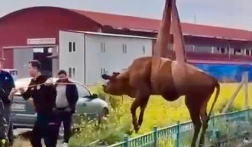 Onikişubat'ta Can Pazarı! Su kanalına Düşen İnek Kurtarıldı