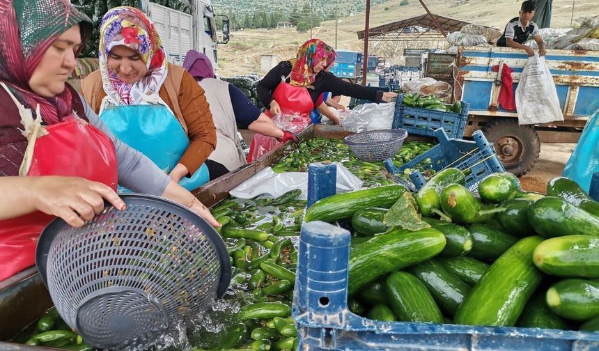 Kahramanmaraş’ta Salatalık Hasadı Heyecanı