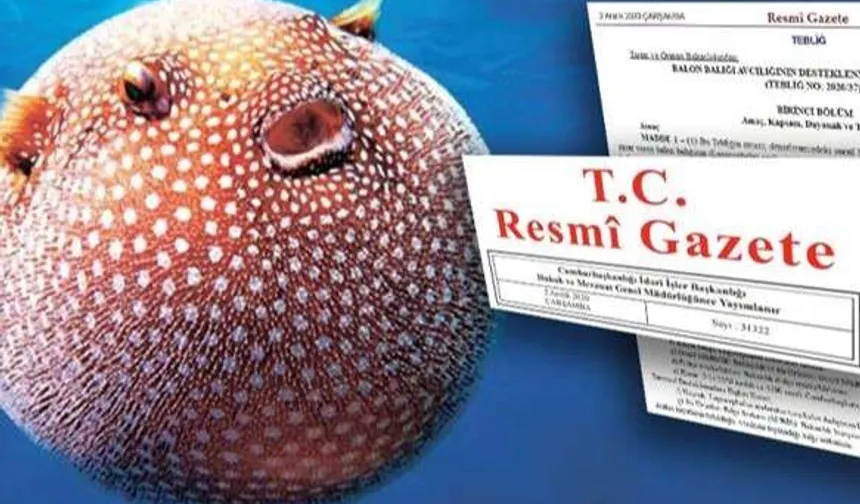 Balon Balığı Avcılığı Desteği Artırıldı: Zehirli Türe 35 TL Ödenecek