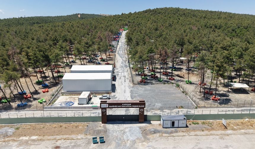 Büyükşehir ve Sahipsiz Hayvanları Koruma Birliği’nden 5 Binin Üzerinde Can Dostuna Güvenli Yaşam Alanı