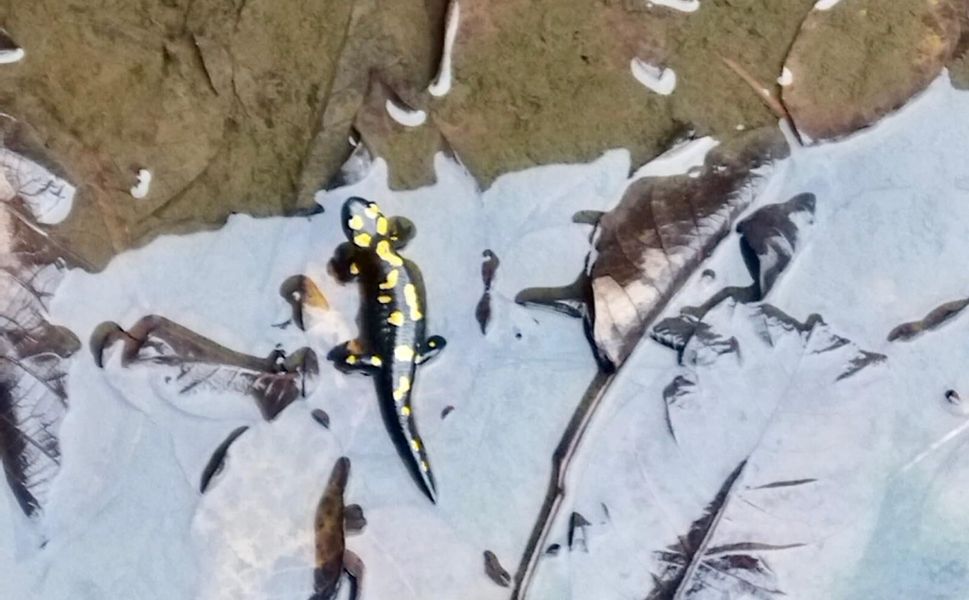 Kahramanmaraş’ta Nesli Tehlike Altındaki Anadolu Semenderleri Havuzda Görüntülendi