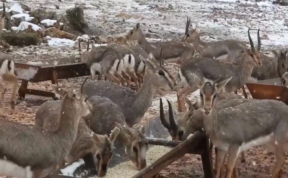 Dünyada Sadece Hatay’da Yaşayan Ceylanlar Karla Buluştu