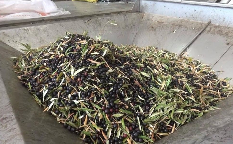 Kahramanmaraş’ta 5 Bin Ton Sızma Zeytinyağı Üretildi