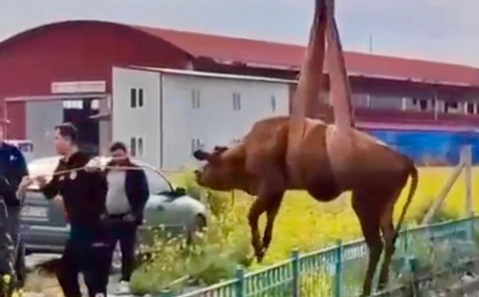Onikişubat'ta Can Pazarı! Su kanalına Düşen İnek Kurtarıldı