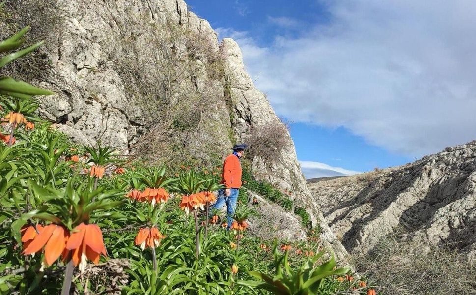 Ters Laleler Açtı! Koparanlara 244 Bin TL Ceza
