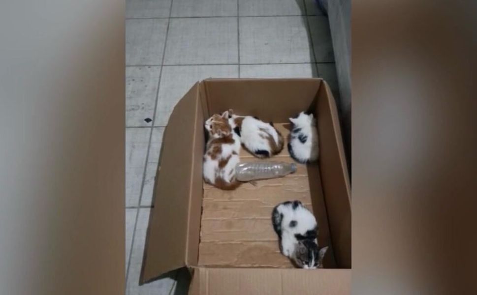 Kahramanmaraş'ta İtfaiye 4 Yavru Kediyi Kurtardı!