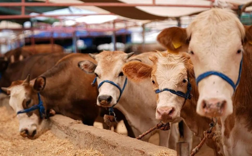 Elbistan’da Kurban Kesim Yerleri Belli Oldu: Belirlenen Alanlar Dışında Kesim Yasak!