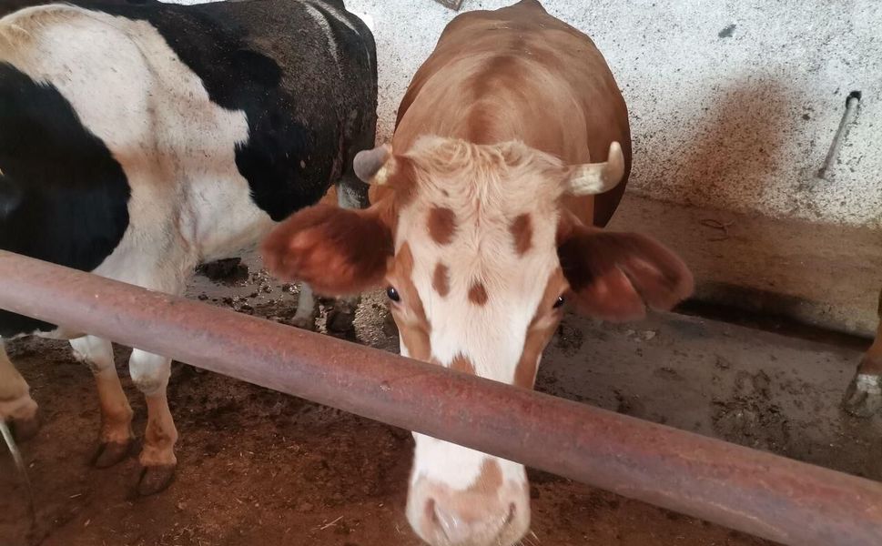 Kahramanmaraş'ta Kurbanlıklar Görücüye Çıktı!