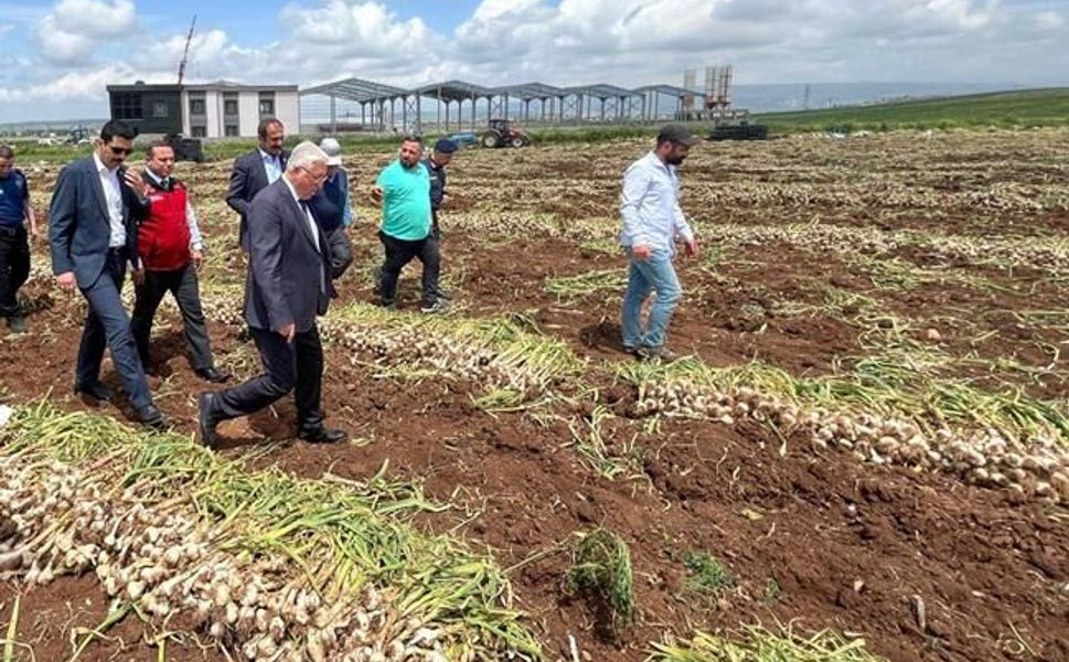 Kahramanmaraş Pazarcık'ta Sarımsak Hasadı Programı Yapıldı