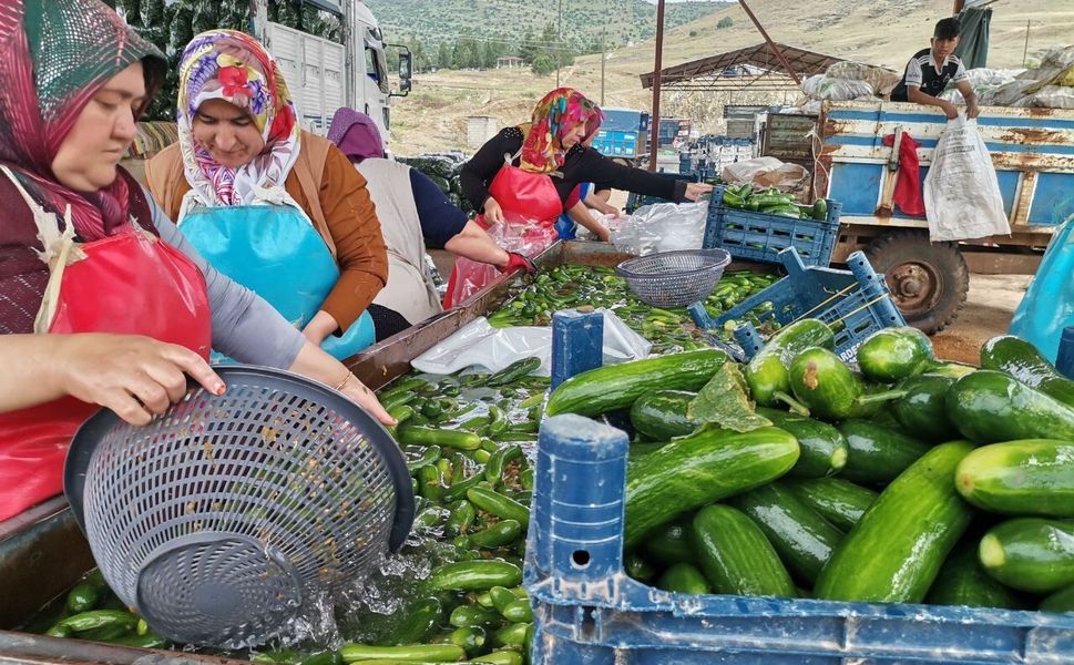 Kahramanmaraş’ta Salatalık Hasadı Heyecanı
