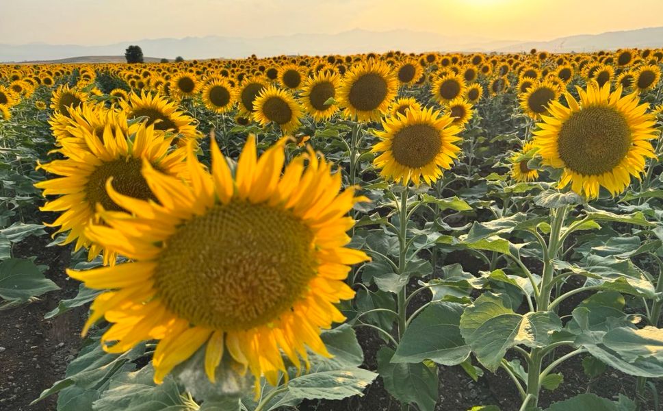 Kahramanmaraş’ta Ayçiçek Tarlaları Görsel Şölen Sunuyor