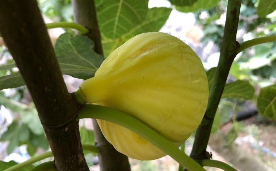 Kahramanmaraş'ın Meşhur ‘Abbas İnciri’ Hasadı Başladı