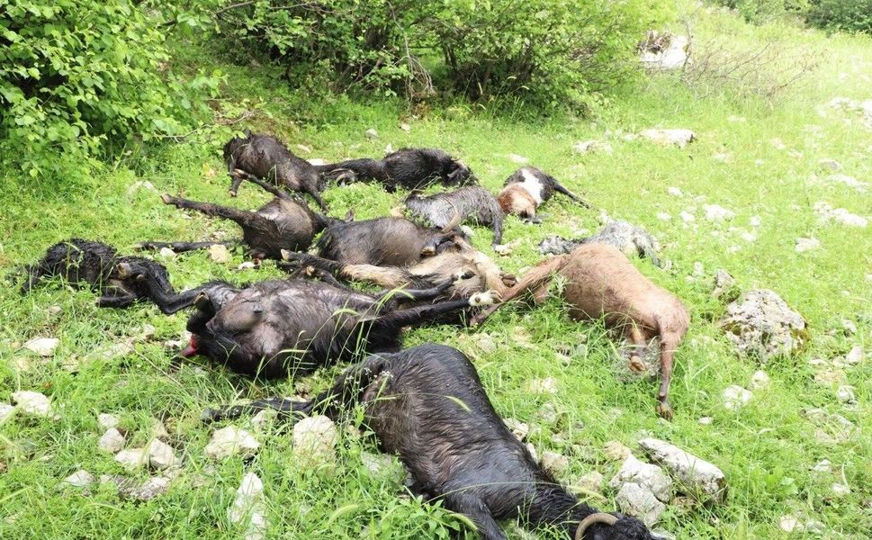 Kahramanmaraş’ta Sürüye Kurt Saldırısı: 6 Koyun Telef Oldu