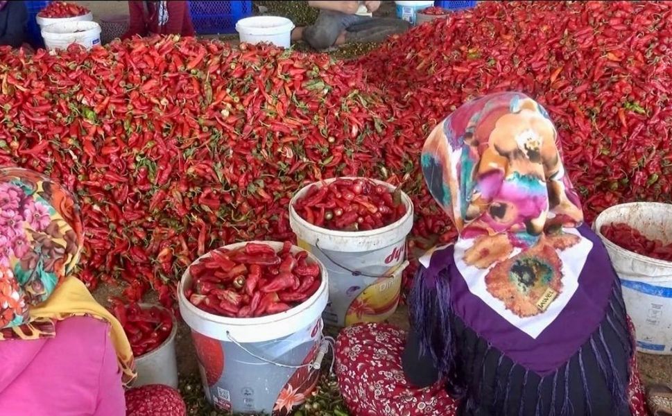 Kahramanmaraş’ın Kırmızı Altınında Hasat Başladı