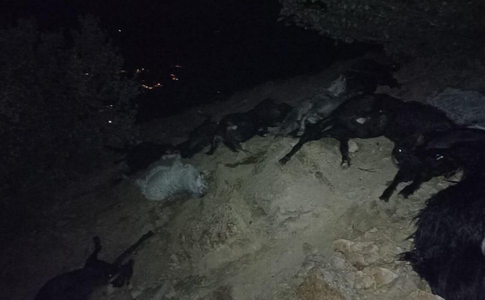 Kahramanmaraş’ta Yıldırım Düştü: 20 Keçi Telef Oldu