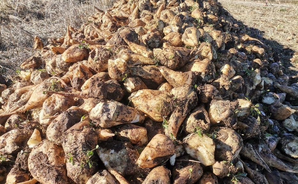 Kahramanmaraş’ta Şeker Pancarı Hasadı Başladı