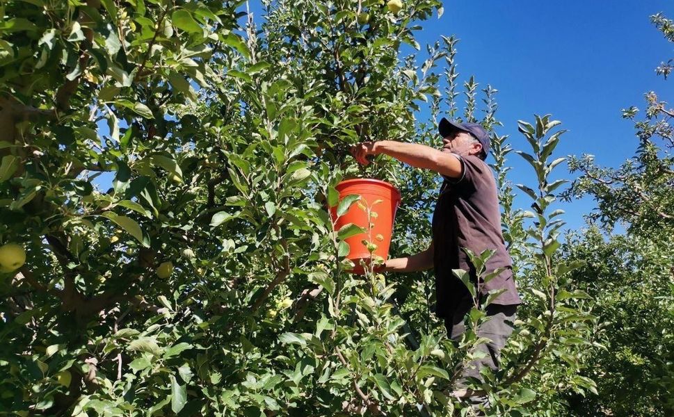 Kahramanmaraş'ta 60 Bin Ton Elma Rekoltesi Bekleniyor