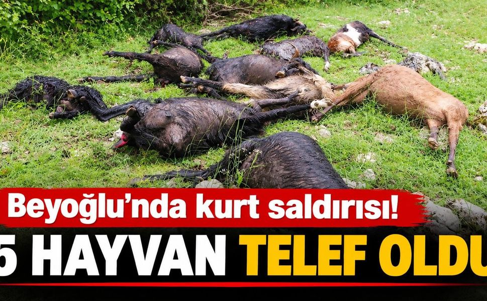 Kahramanmaraş’ta Kurt Saldırısı: 5 hayvan Telef Oldu